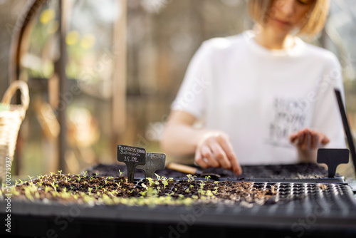 Bilde på lerret Gardener sowing seeds into seedling trays, while sitting by the table outdoors,