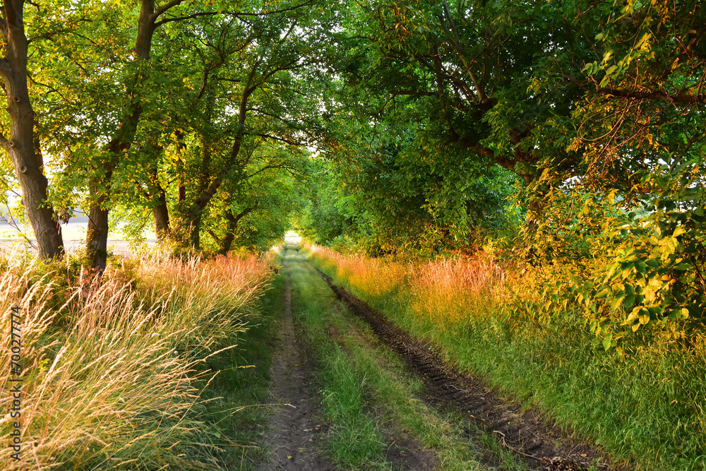Fototapeta premium Summer road alley tree green path