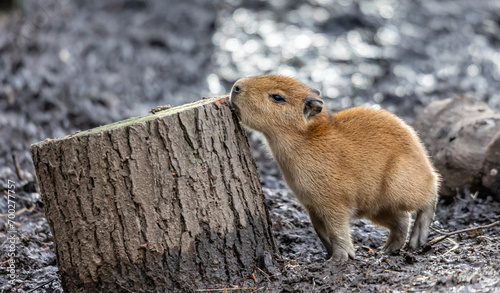 Capybara