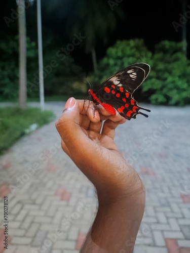butterfly on hand