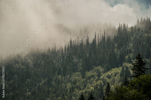 Mgliste lasy - Dolina MaŁej Łąki, Tatry, Polska 