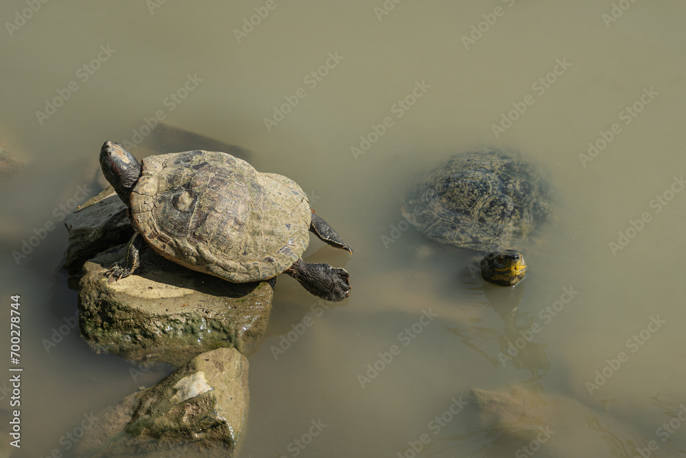 A pair of red eared slider turtles sun bathing themselves on a rock near a pond, Nonthaburi, Thailand