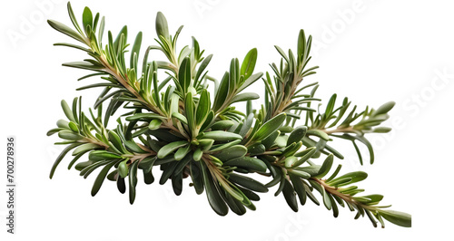 Rosemary isolated on transparent background PNG 