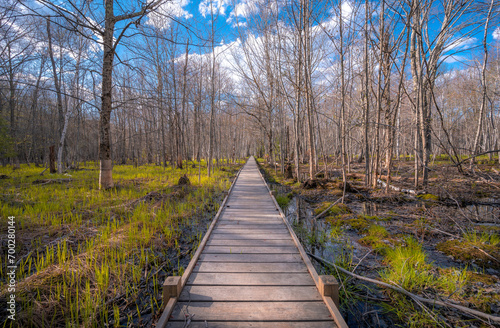 Wooden boardwalk through the marsh and forest in Spring  © David