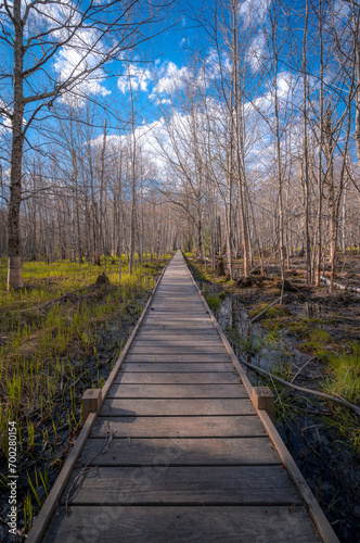 Wooden boardwalk through the marsh and forest in Spring 