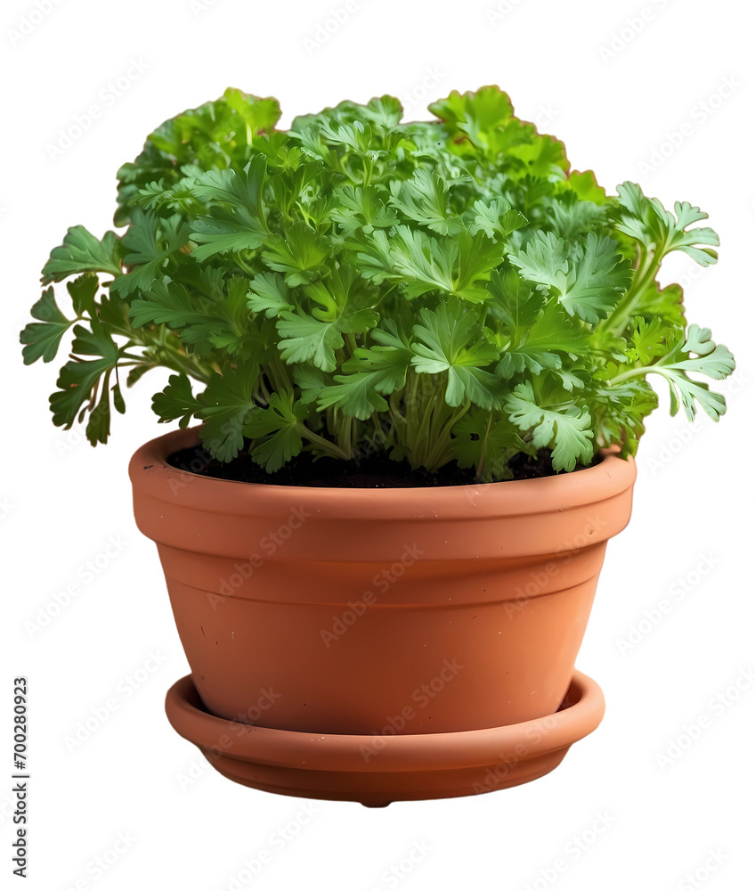 Green fresh flat leaf parsley herb growing in terracotta pot on transparent background PNG Green fresh flat leaf parsley herb growing in terracotta pot on transparent background PNG