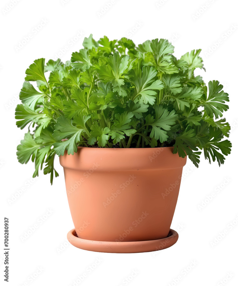 Green fresh flat leaf parsley herb growing in terracotta pot PNG Green fresh flat leaf parsley herb growing in terracotta pot PNG
