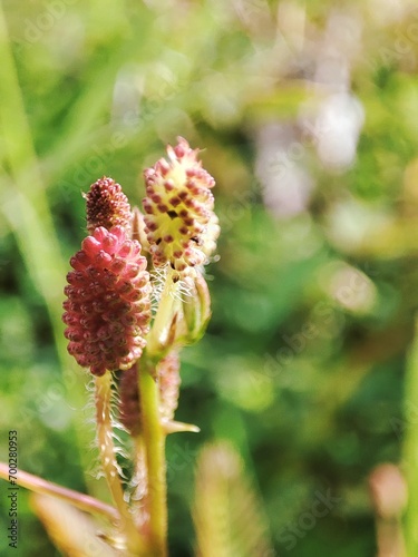 close up of a flower