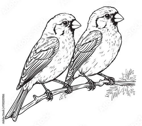 Black and white sketch of a canary bird sitting on a branch