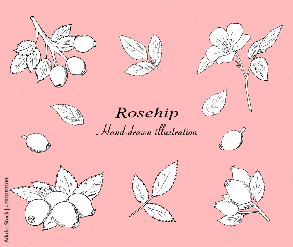 Hand-drawn rosehip berries with leaves vector set. Botanical illustration, black outline isolated on a white background. Hand-drawn rosehip berries with leaves vector set. Botanical illustration, black outline isolated on a white background.
