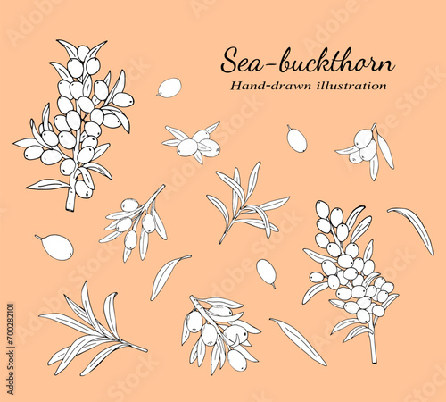 Sea buckthorn branches with berries and leaves. Natural  Sea buckthorn berries, leaves, branches, and twigs vector illustration set on a white background. 