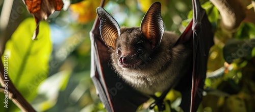 Vampire bat at a zoo photo