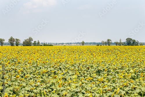 Field with beautiful yellow sunflower © Anton