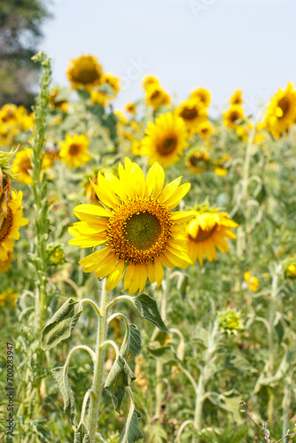 Field with beautiful yellow sunflower