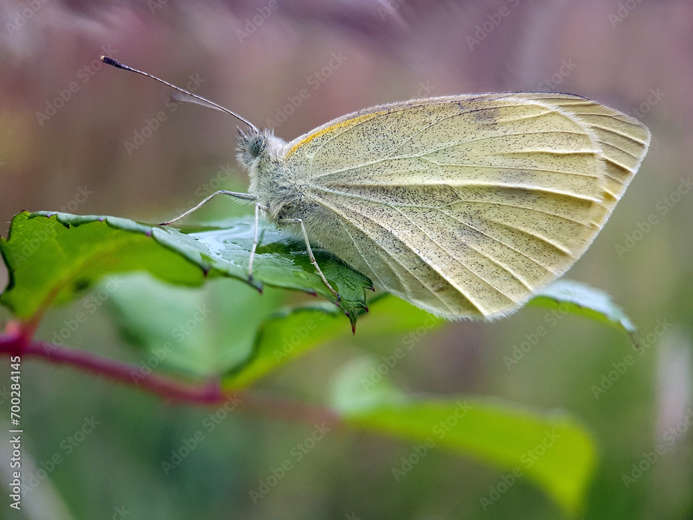 butterfly on a flower butterfly on a flower