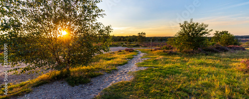 Colorful sunny landscape during sunset with blooming heather at Ginkel heath nature reserve at Veluwe in Gelderland The Netherlands photo