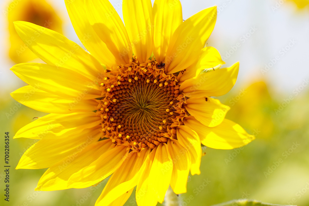 Field with beautiful yellow sunflower