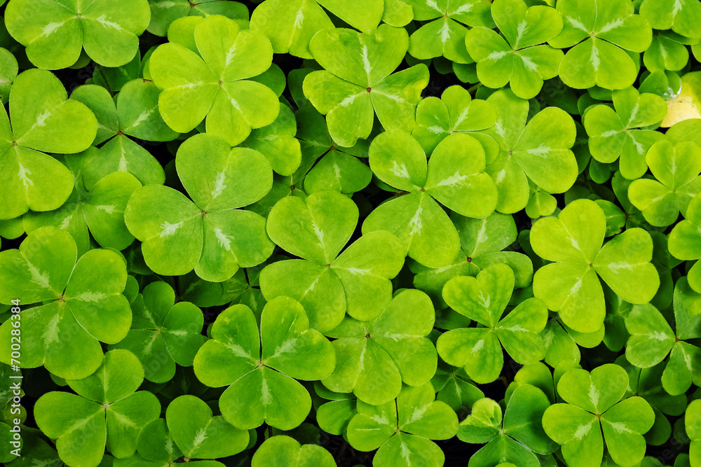 Green clovers, shamrock, St. Patricks Day background Green clovers, shamrock, St. Patricks Day background