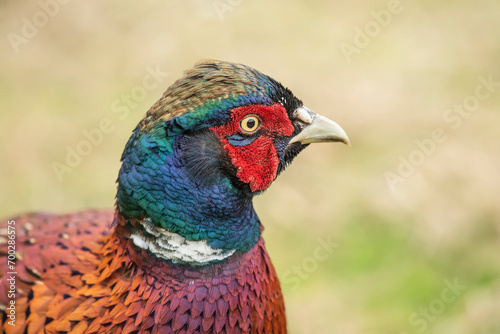 common pheasant male in a field close up in autumn