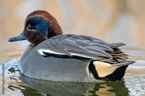 The Eurasian teal (Anas crecca), common teal, or Eurasian green-winged teal is a duck that breeds in temperate Eurosiberia and migrates south in winter, common en aiguamolls emporda girona spain photo