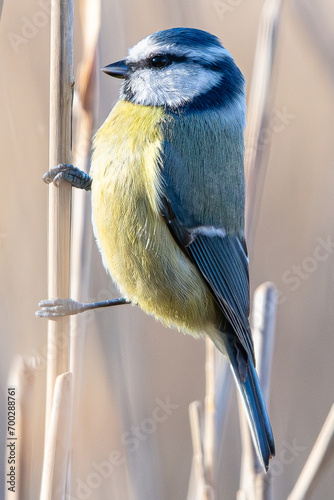 The Eurasian blue tit (Cyanistes caeruleus) is a small passerine bird common in aiguamolls emporda girona spain photo