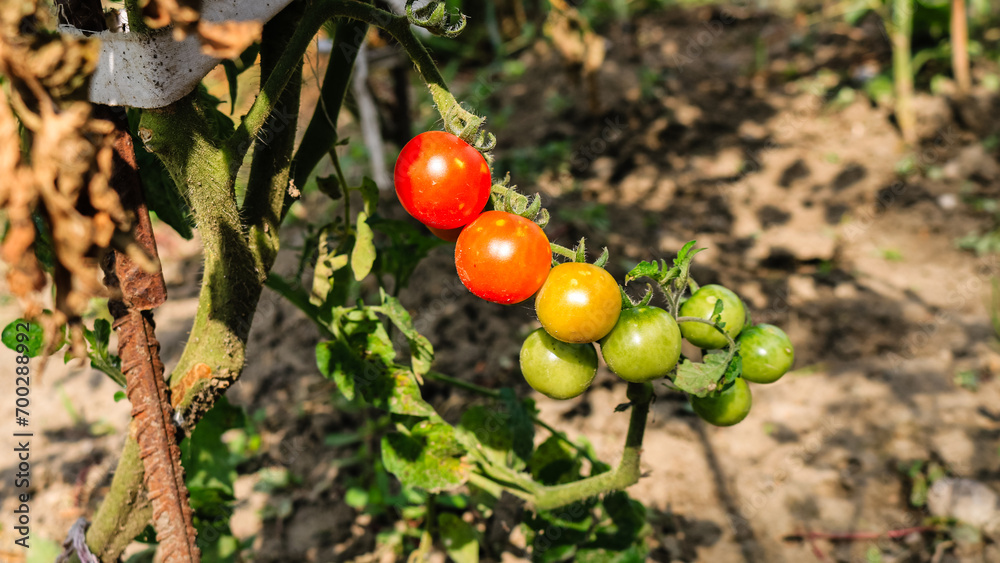 Unripe and ripe cherry tomatoes on a branch in a garden.