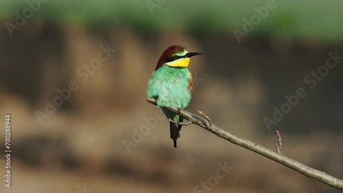 4K footage of beautiful nature scene with European bee-eater (Merops apiaster). Wildlife shot of European bee-eater (Merops apiaster) on the branch.
