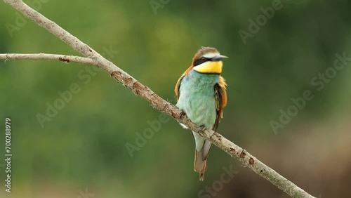 4K footage of beautiful nature scene with European bee-eater (Merops apiaster). Wildlife shot of European bee-eater (Merops apiaster) on the branch.