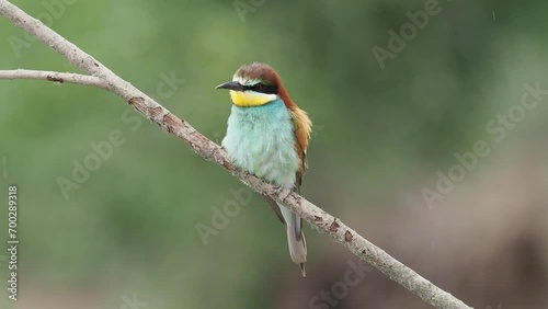 4K footage of beautiful nature scene with European bee-eater (Merops apiaster). Wildlife shot of European bee-eater (Merops apiaster) on the branch.