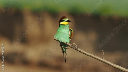 4K footage of beautiful nature scene with European bee-eater (Merops apiaster). Wildlife shot of European bee-eater (Merops apiaster) on the branch.