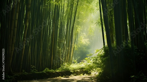 Bamboo forest in morning light, Arashiyama, Kyoto, Japan