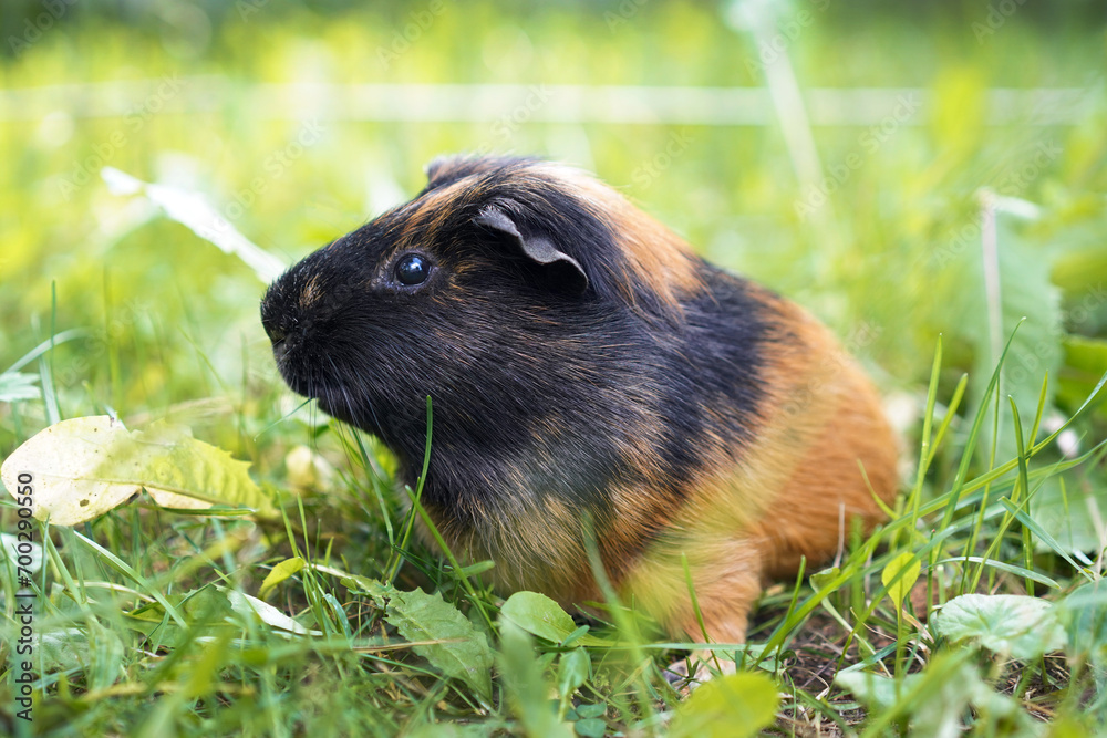 Fototapeta premium Black and red guinea pig in green grass