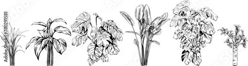 Collection of hand drawn tropical palm trees and plants sketch illustration isolated on white background.