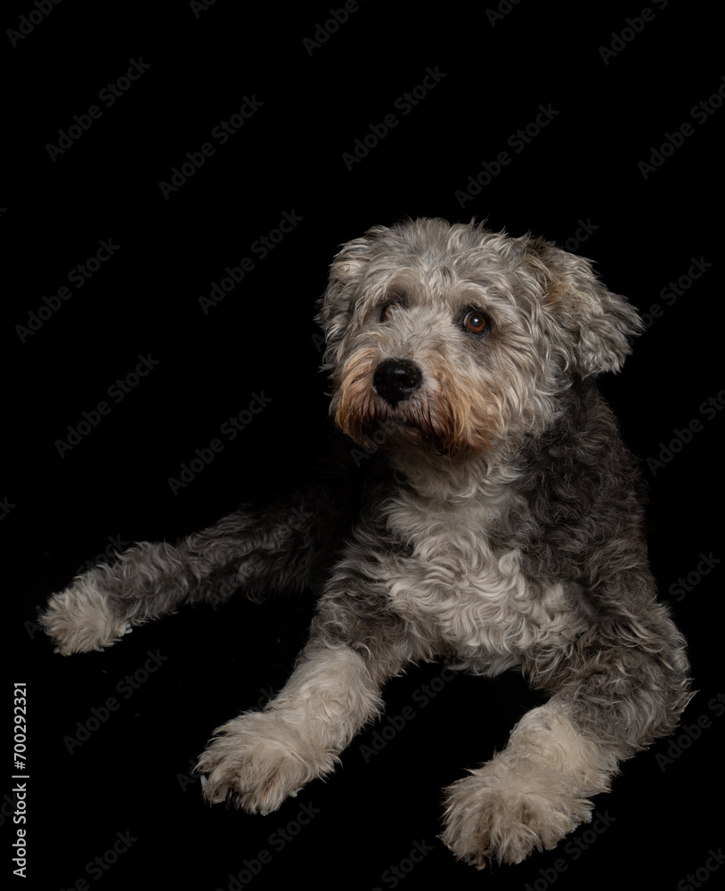 studio photographs of dog on black background studio photographs of dog on black background