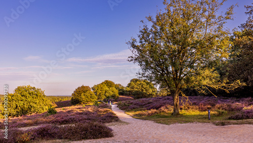 Colorful sunny landscape during sunset with blooming heather at nature reserve De Posbank at Veluwe in Rheden Gelderland The Netherlands photo