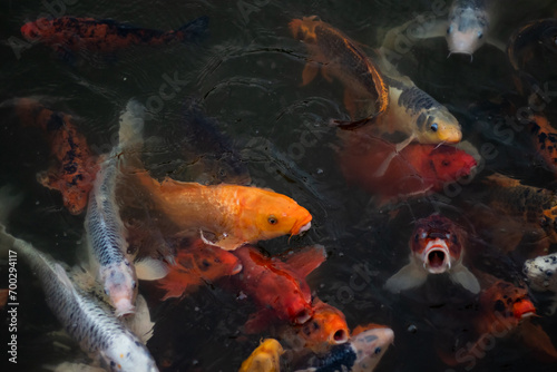 Overpopulated Too Many Fish Crowded Pond