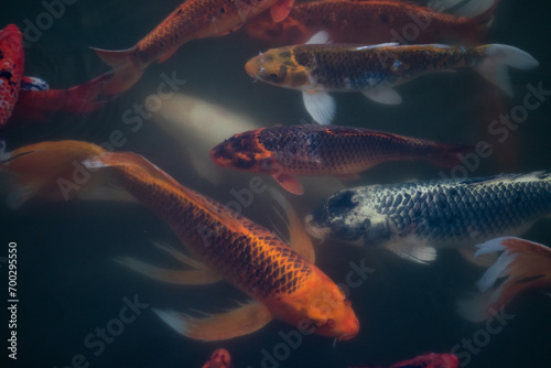 Overpopulated Too Many Fish Crowded Pond © seaseasyd