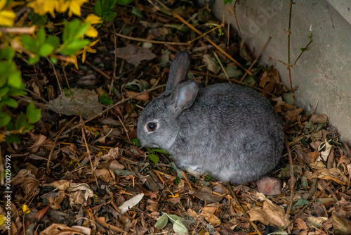 Small Gray Bunny Rabbit in Garden