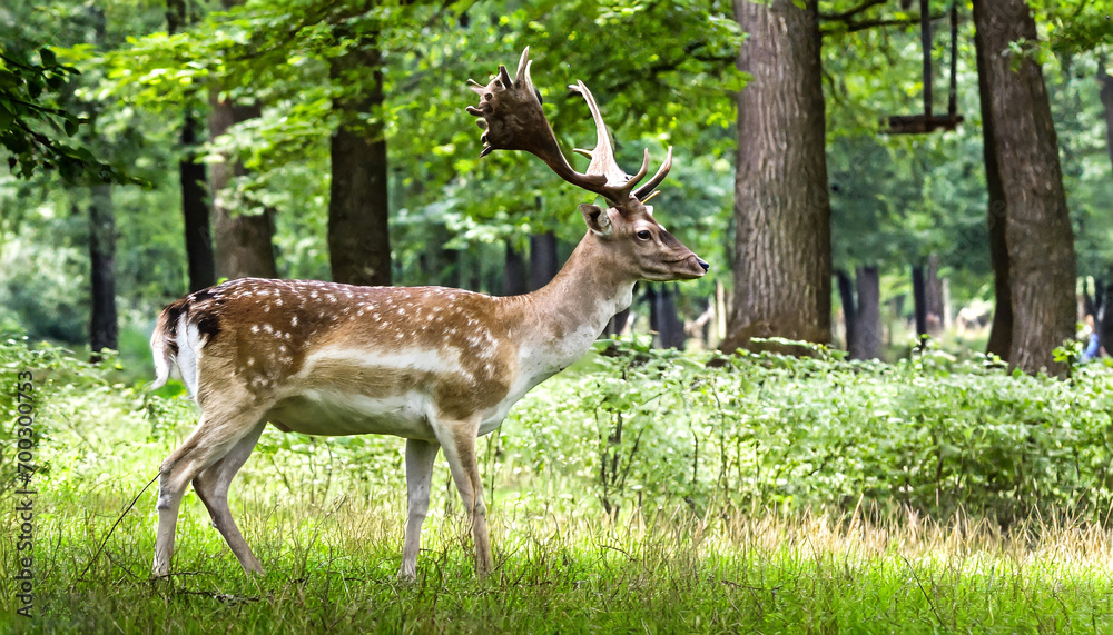 Antlered Grace: Capturing the Elegance of a Fallow Deer Male Stag Antlered Grace: Capturing the Elegance of a Fallow Deer Male Stag