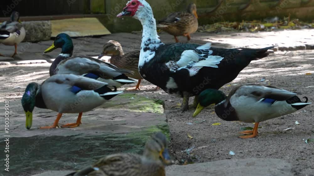 A group of ducks looking for food on the ground A group of ducks looking for food on the ground