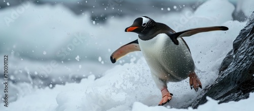 Gentoo penguin slides downhill to the ocean on Danko Island  Antarctica.