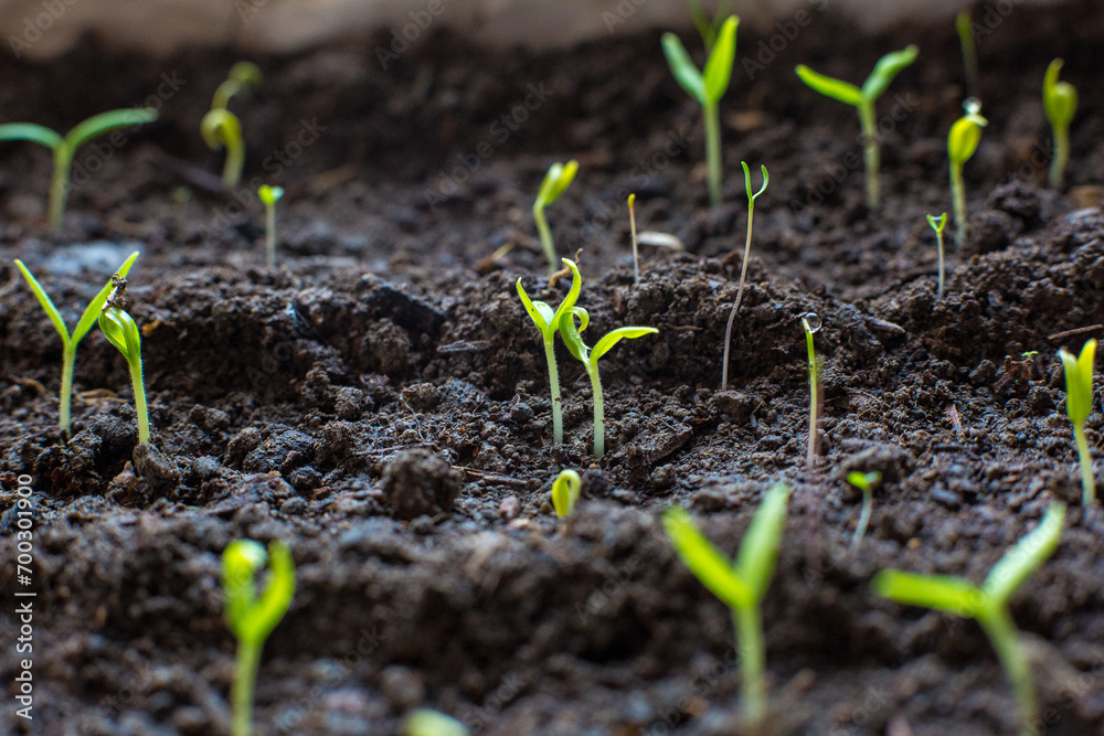 Sprouts in the ground Sprouts in the ground