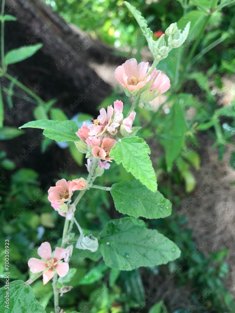 Fototapeta premium flores rosa pálido de la planta Malva Rosa (Sphaeralcea bonariensis)