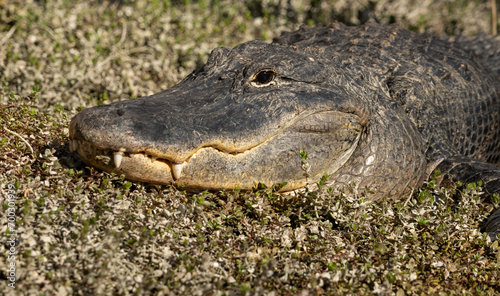 Alligator Sits With A Smile
