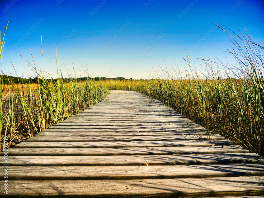 Obraz premium Wooden Deck Trailing through Tall Grass