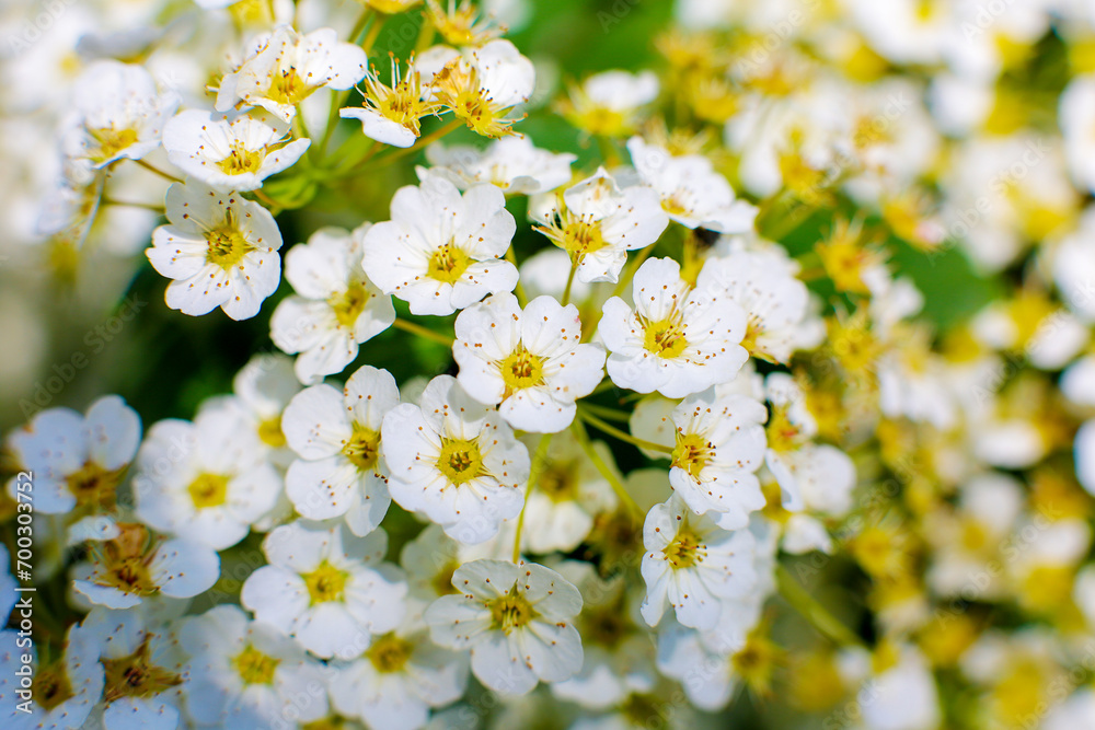 Small white flowers photo Small white flowers photo