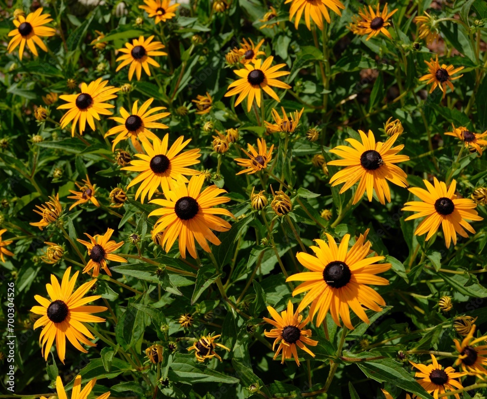 Black Eye Susan yellow daisies at garden area Black Eye Susan yellow daisies at garden area