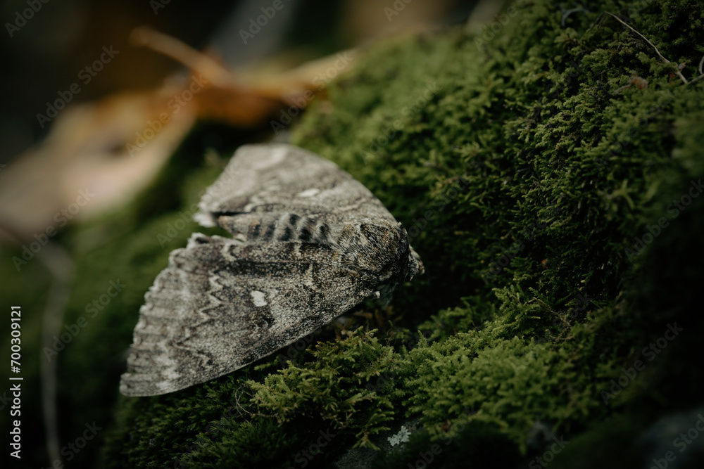 Magic moth on green moss in the forest, close-up, copy space. Magic moth on green moss in the forest, close-up, copy space.
