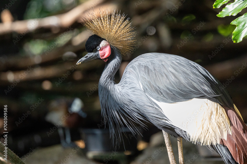 Fototapeta premium Close up view of an eastern crowned crane