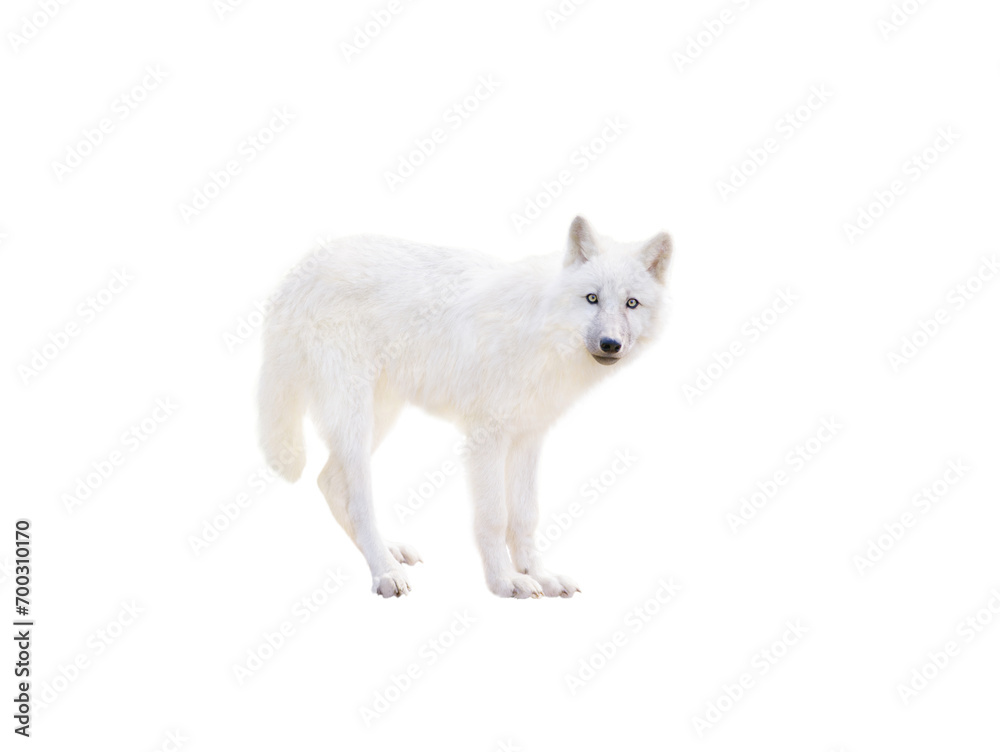 young arctic wolf isolated on white background young arctic wolf isolated on white background